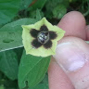 Meet your Posher, Tomesia